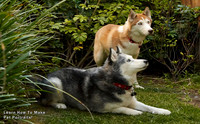 Learn How to Make Pet  Portraits with Vin Weathermon