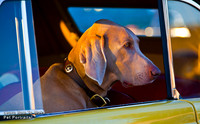 Learn How to Make Pet  Portraits with Vin Weathermon