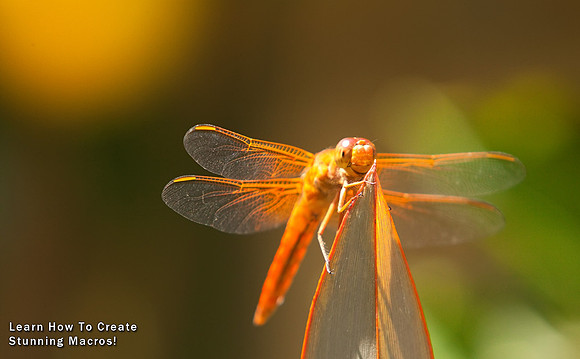 Learn How to Create Stunning Macros with Vin Weathermon