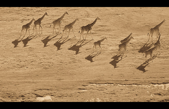 Wildlife