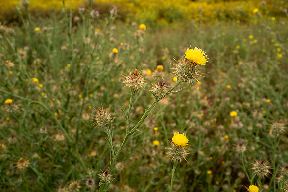 L1060314-Enhanced-NR_v1