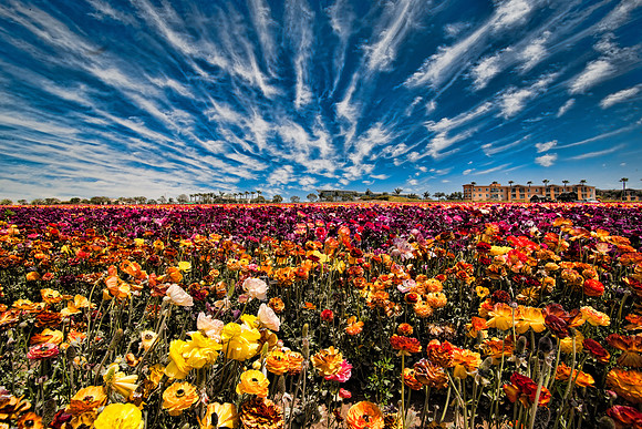 flowerfield-0338-2