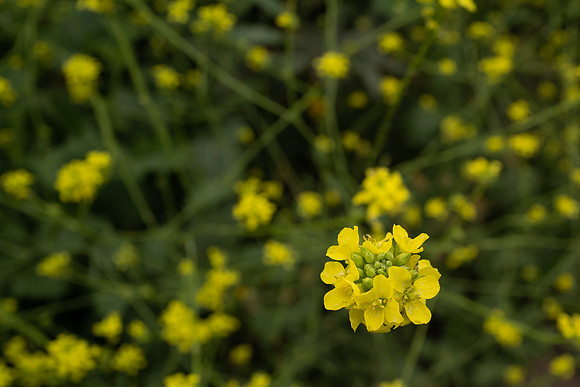 L1060292_v1