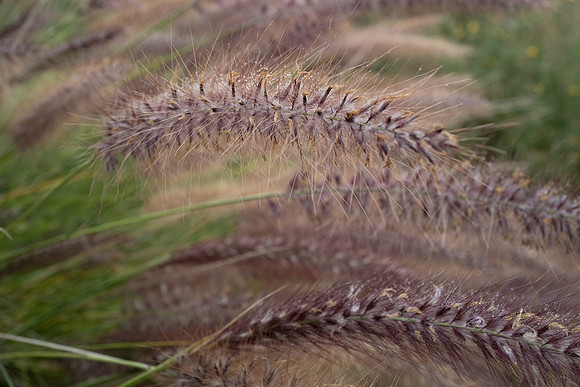 L1060277_v1