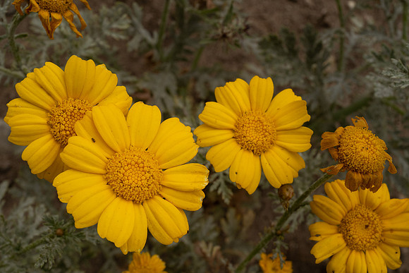 L1060369_v1