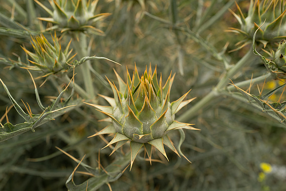 L1060363_v1