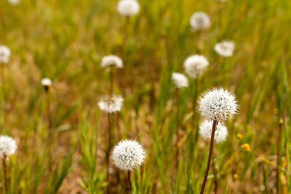IMG_5345