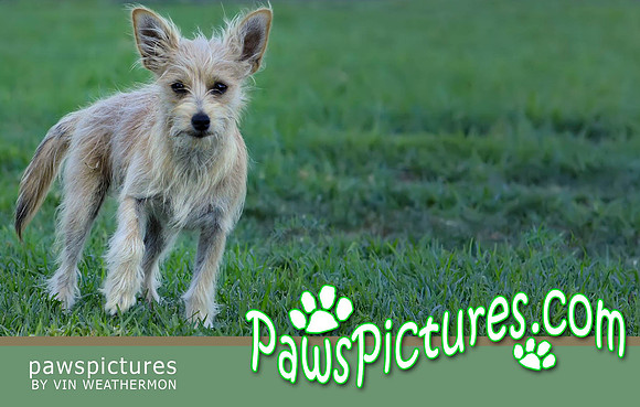 3.5x5.5BusCardHolder.Pawspicture