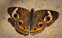 Learn How to Create Stunning Macros with Vin Weathermon