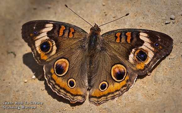 Learn How to Create Stunning Macros with Vin Weathermon
