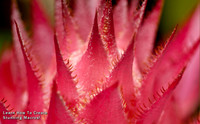Learn How to Create Stunning Macros with Vin Weathermon