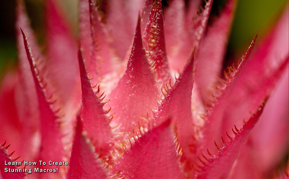 Learn How to Create Stunning Macros with Vin Weathermon